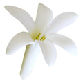 Tuberose-perfume-notes-niche-gallery