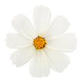 white-floral-perfume-accord-note-nioche-gallery